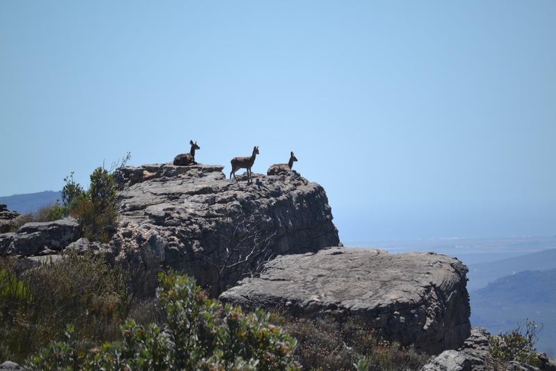 5 Bedroom Property for Sale in Piketberg Rural Western Cape